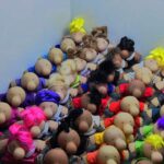 عروسک مستر دماغ - Image 5